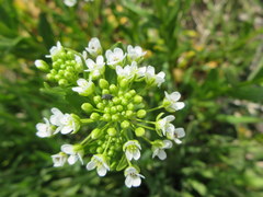 Thlaspi arvense