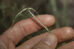 Bothriochloa decipiens