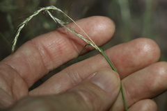 Bothriochloa decipiens