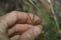 Bothriochloa decipiens