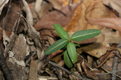 Leichhardtia coronata