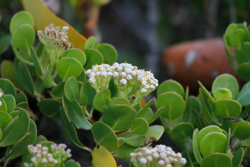 Image of Salmea petrobioides by no rights reserved