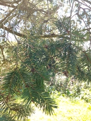 Pinaceae