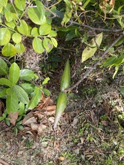 Strophanthus divaricatus