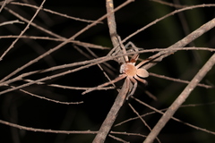 Neosparassus salacius