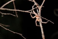 Neosparassus salacius