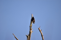 Sturnus vulgaris