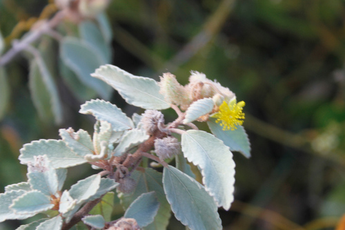 Image of Corchorus hirsutus by no rights reserved