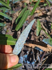 Dialeuropora decempuncta