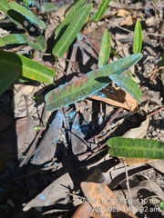 Dialeuropora decempuncta