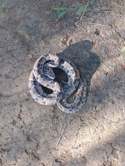 Bothrops marmoratus