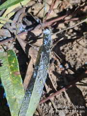 Dialeuropora decempuncta