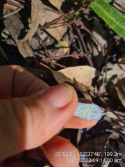 Dialeuropora decempuncta