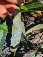 Dialeuropora decempuncta