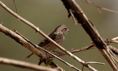 Crithagra leucopygia