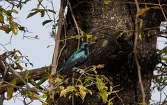 Lamprotornis chalybaeus