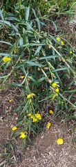 Ludwigia longifolia