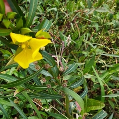 Ludwigia longifolia