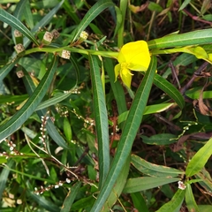 Ludwigia longifolia