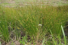 Juncus decipiens