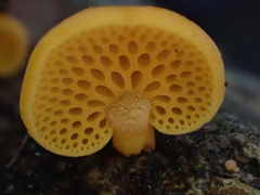 Favolaschia calocera