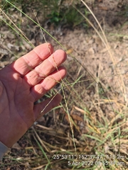 Digitaria breviglumis