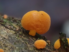 Favolaschia calocera