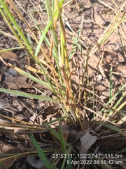 Digitaria breviglumis