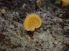Favolaschia calocera