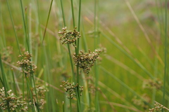 Juncus decipiens