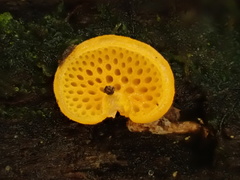 Favolaschia calocera