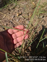 Digitaria breviglumis