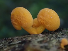 Favolaschia calocera