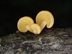 Favolaschia calocera