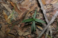 Leichhardtia coronata