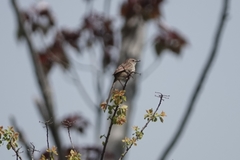 Prinia striata