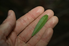 Leichhardtia coronata