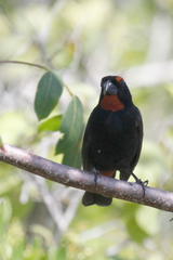 Melopyrrha violacea