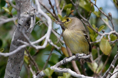 Vireo crassirostris