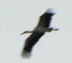 Ciconia ciconia