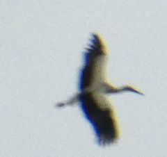 Ciconia ciconia