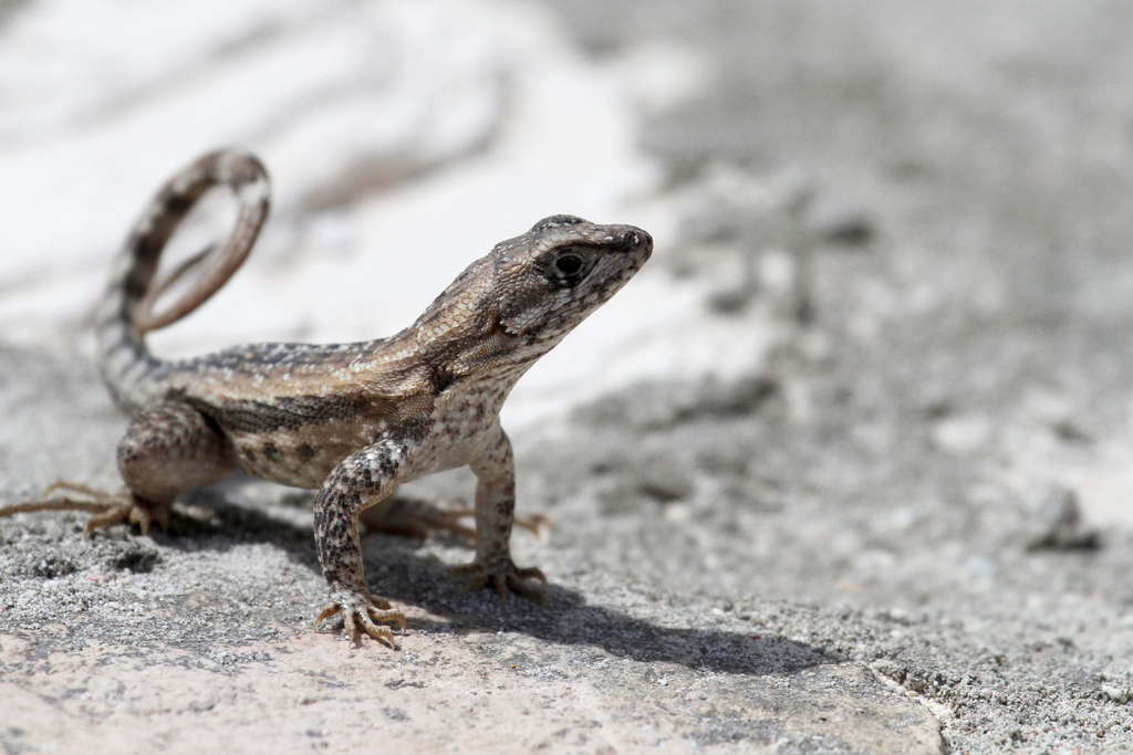 Spotted Curlytail Lizard
