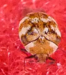Anthrenus verbasci