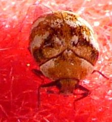 Anthrenus verbasci