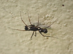 Neriene furtiva