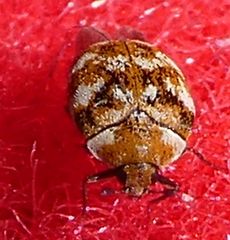 Anthrenus verbasci