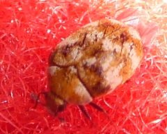 Anthrenus verbasci