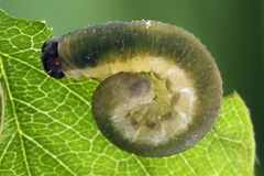 Allantus calceatus