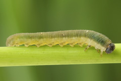 Allantus calceatus