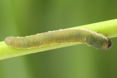 Allantus calceatus